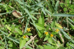 Spilanthes paniculata